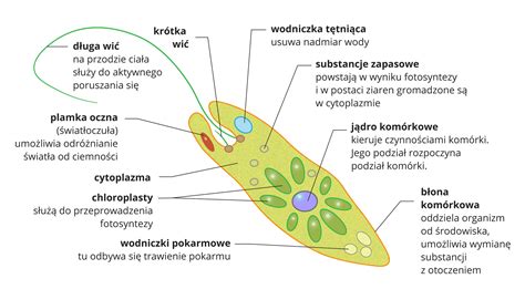  Echinostelium! To Jednokomórkowe Zgromadzenie Ma Skłonność Do Tworzenia Wielokomórkowych Struktur