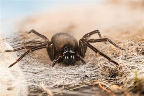  Empusa! Zobacz jak ten drapieżny pająk zaskakuje swoje ofiary niezwykłymi atakami!