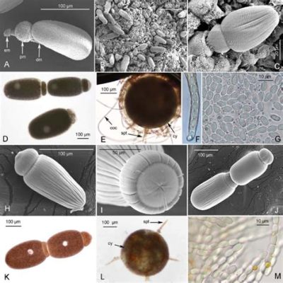 Gregarinidae – pasożyty o niesamowitej adaptacyjności w królestwie zwierząt!