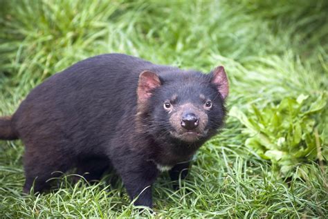  Tasmanian Devil: A Tiny Mammal Packed With the Fury of a Hurricane!