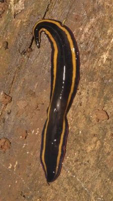 Vizianella! A Tiny Flatworm With Remarkable Regenerative Abilities