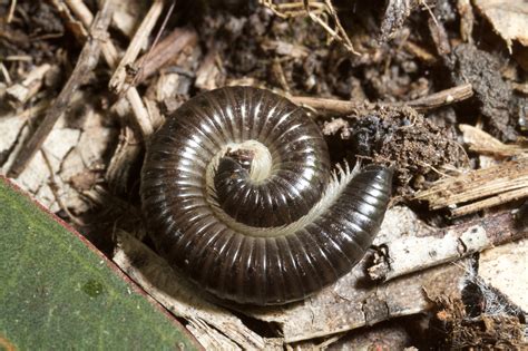 Woolly Millipede! A Curious Creature That Loves Dark Places And Delights In Decaying Leaves!