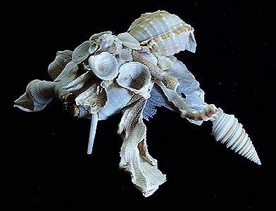  Xenophora:  The Mollusk That Collects Treasures!