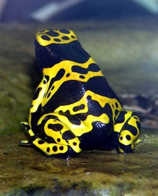  Yellow-Banded Poison Dart Frog:  A Tiny Terror Wrapped in Vivid Hues, Bringing Venomous Beauty into the Spotlight!