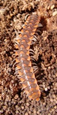  Euryurus! A Millipede Sporting Thousands of Legs, Each One Tiny But Mighty