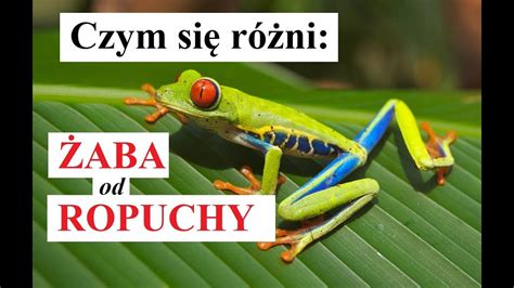  Humboldtka: Bezogonowa żaba o zwinnych odruchów i zaskakującym maskowaniu!