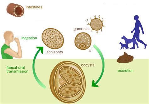  Isospora: A Tiny Parasite With an Enormous Impact on Animal Health!