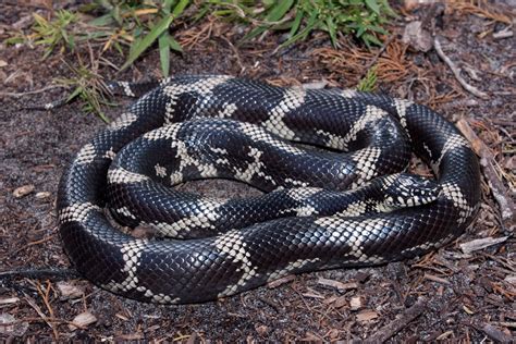  Kingsnake! Coś więcej niż tylko królewskie ubarwienie w świecie gadów