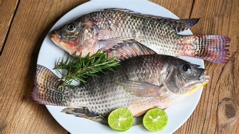  Nil tilapia - Ryba o niezwykłej adaptacji i pysznym smaku!