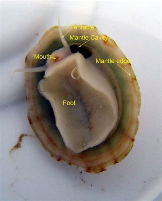  Slender Limpet! A Glimpse into the Remarkable Life Cycle of an Intertidal Survivor