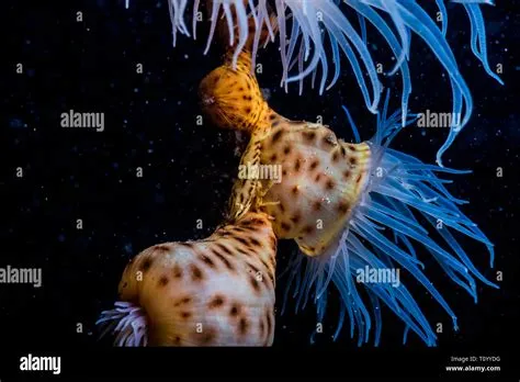  Woolly Shrimp! A Master of Camouflage Hiding Amongst the Coral Reefs